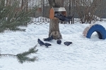 увеличить Голуби у кормушки