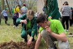 увеличить Посадка молодых березок